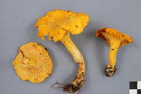 Cantharellus enelensis image